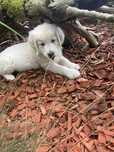 Szczeniak Golden Retriver