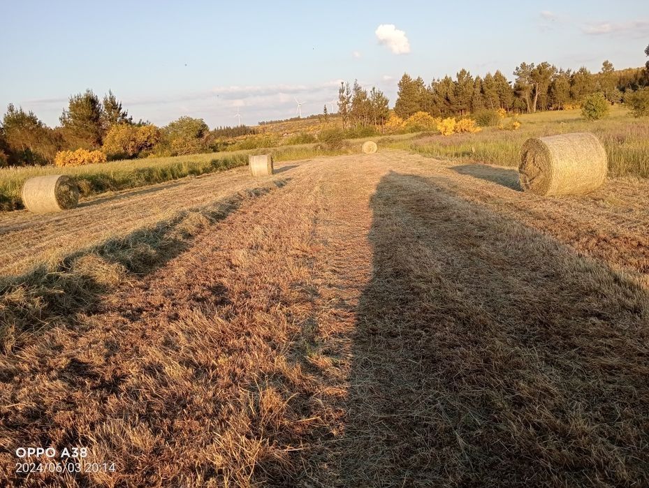 Rolos de feno de diversas sementes