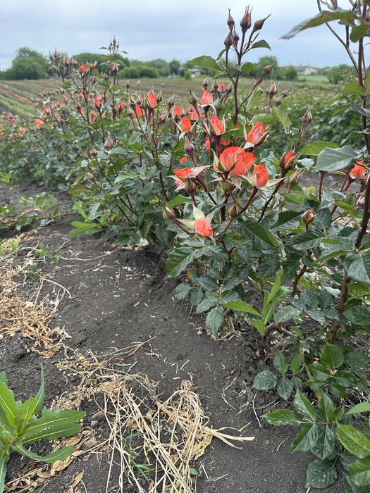 Саженцы Роз опт круглый год