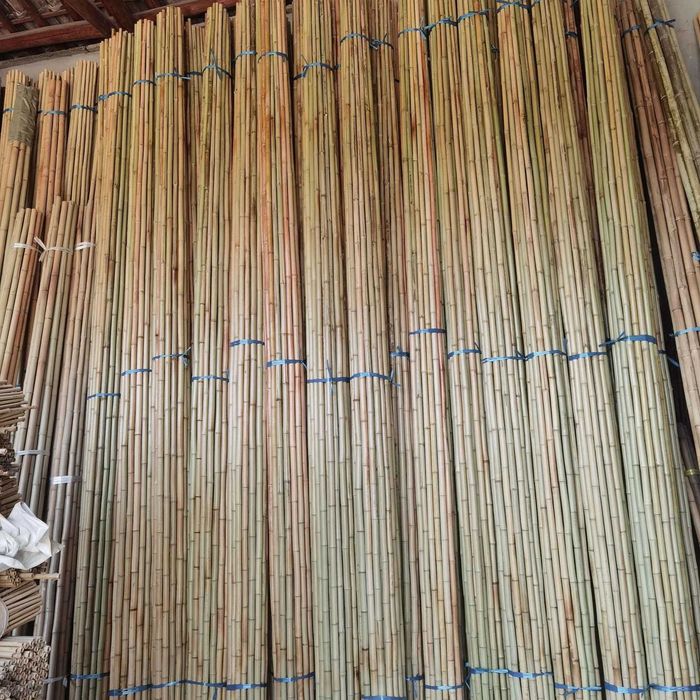 Tyczka bambusowa 26/28 295cm Gęstokolankowa Sadownicze Tyczki