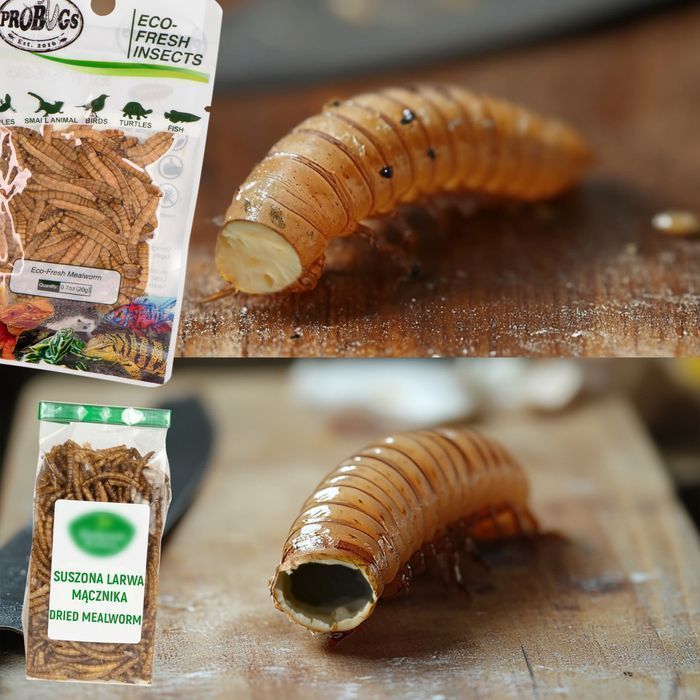 Probugs Big Reptiles Set - Zestaw Robaków Dla Dużych Gadów