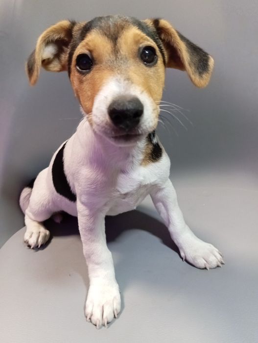 Jack Russell Terrier/ suczka/ Masza