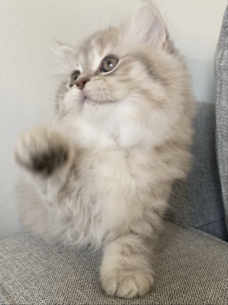 British Longhair