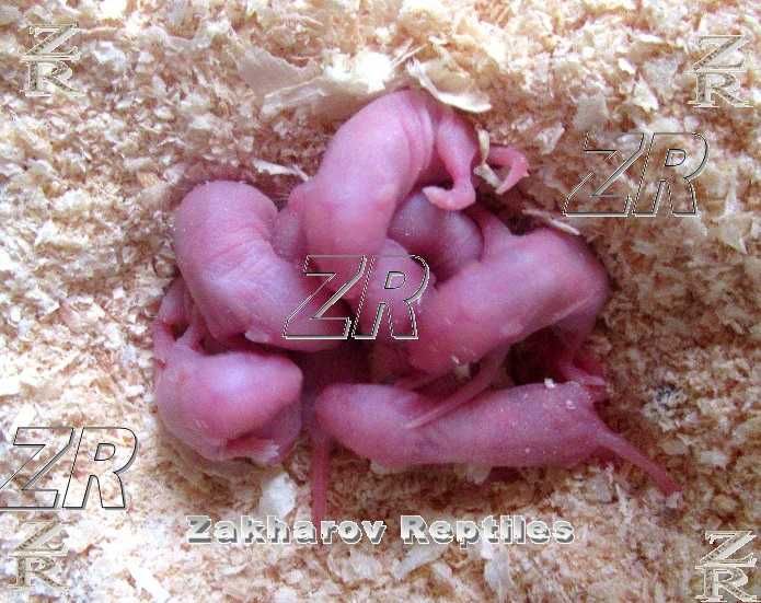 Кормовые мыши. Живые и заморозка. Киев, от 10 шт.