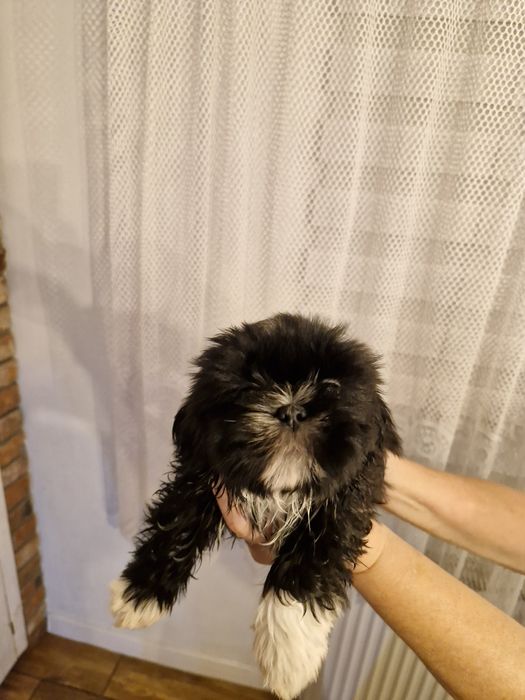 Przepiękne szczenięta