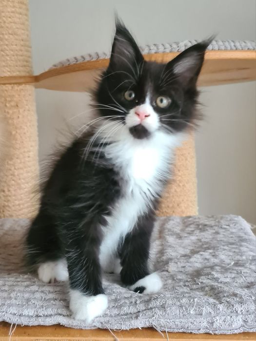 Prześliczny,  czarno biały kocurek