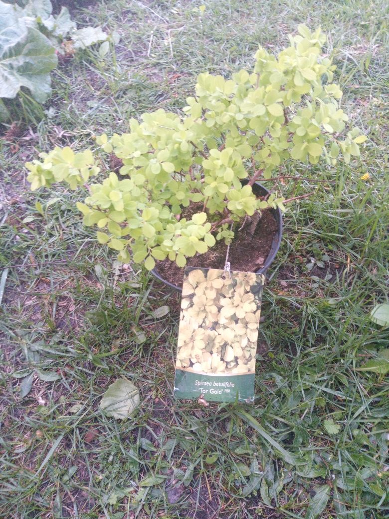 Tawuła brzozolistna Tor Gold sadzonka