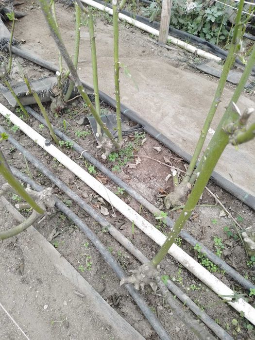 Pés de roseira para plantar / rosas para decoração / arranjos