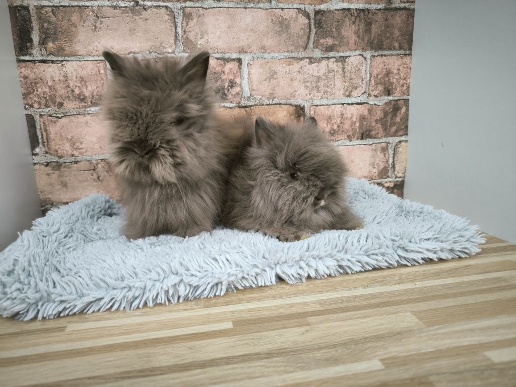 Króliczki Karzełek Teddy długowłose pusztye króliki metryka mini