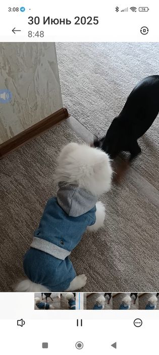 Одежда для животных