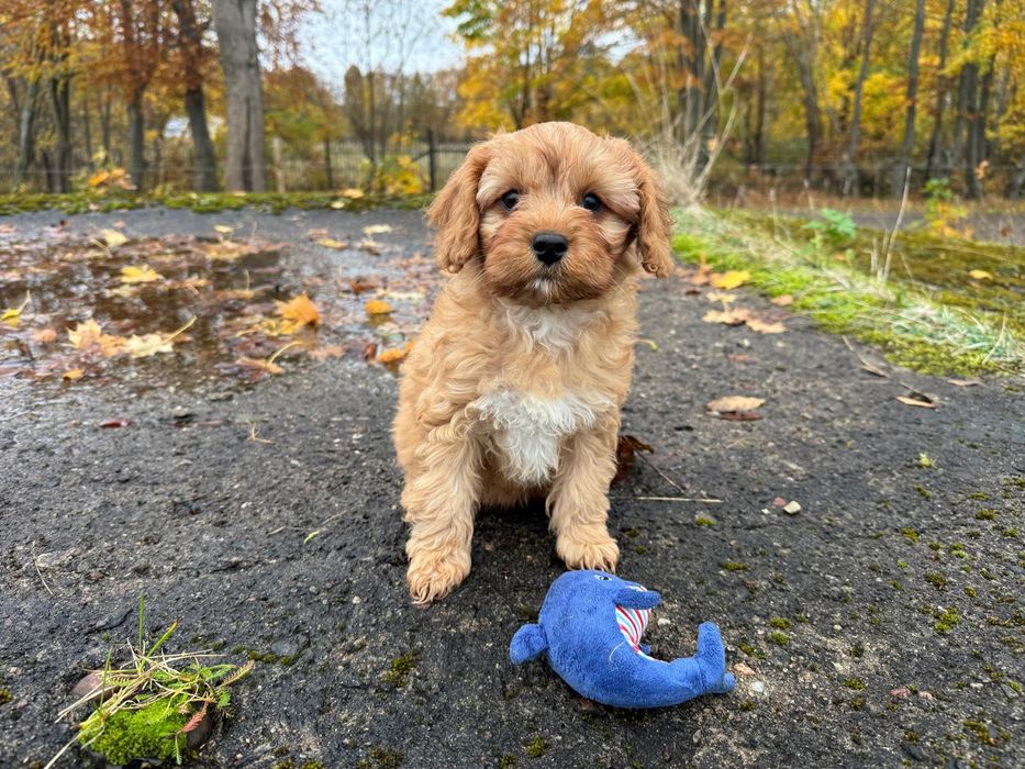 cavapoo szczeniak suczka