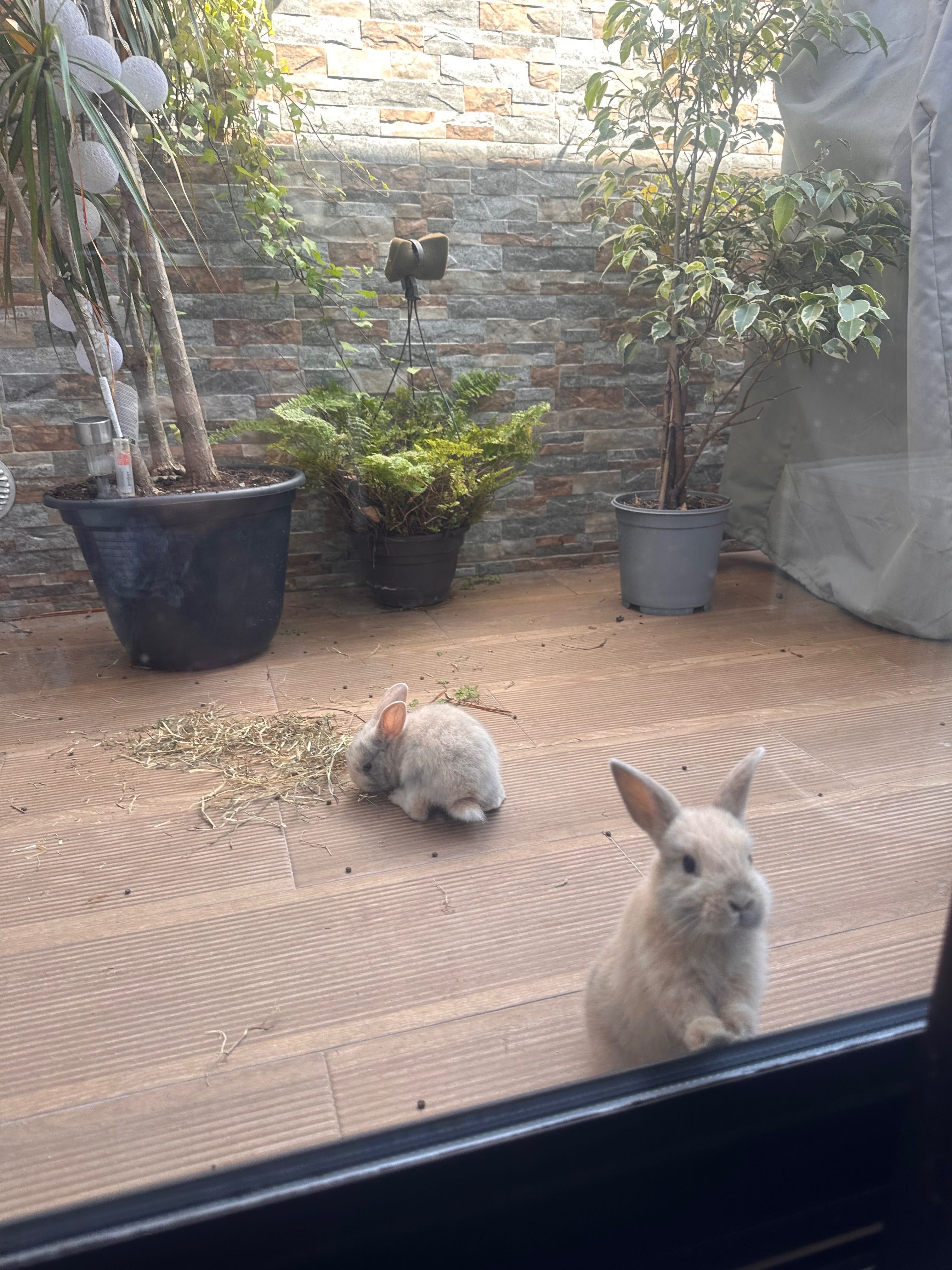 Coelhinhos a venda coelhos