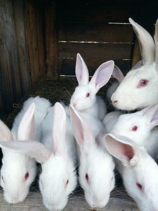Króliki termondzkie biale