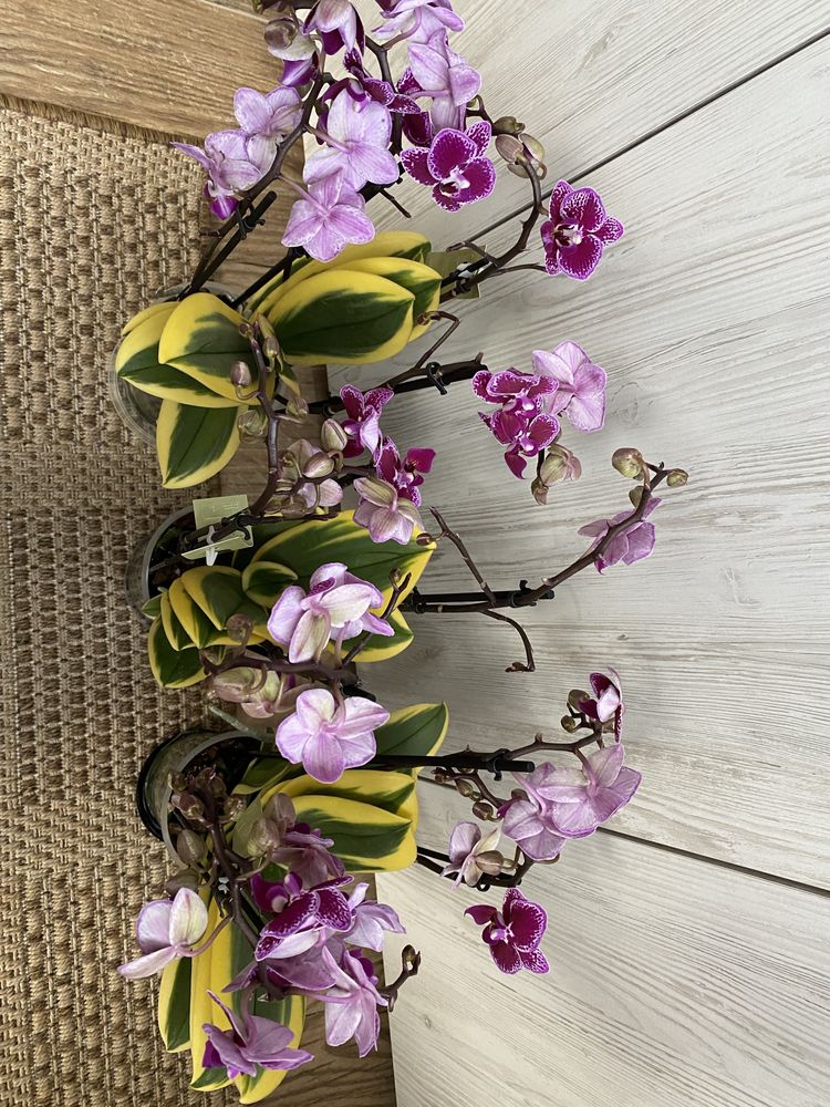 Варієгатна орхідея фаленопсис