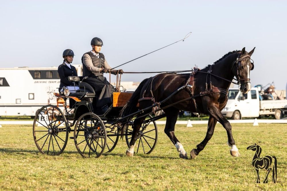 Świetnie ruszajacy się wałach śląski