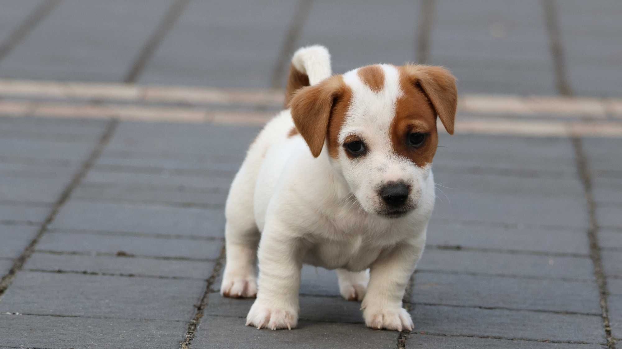 Piesek Jack Russell Terrier/BREFIO