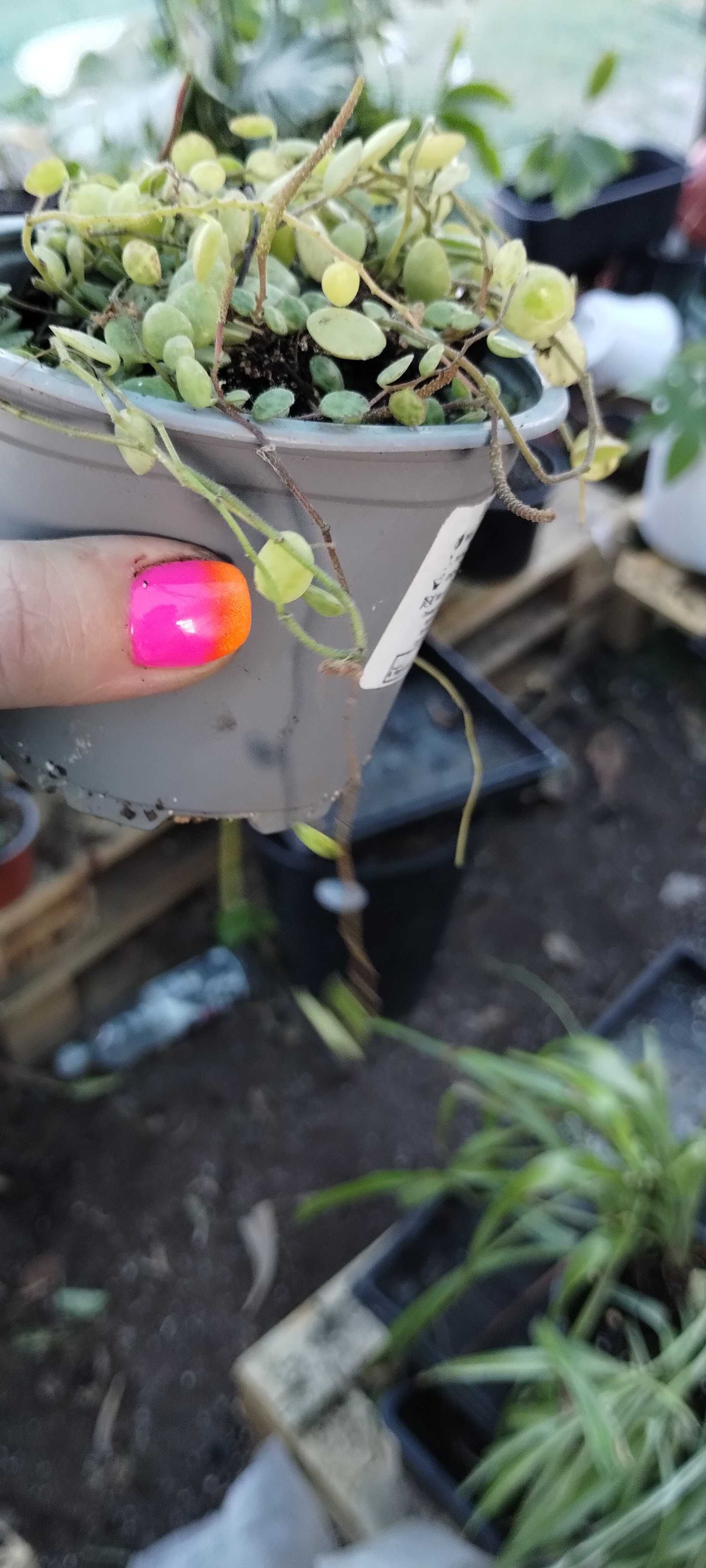 peperomia prostata string of turtles