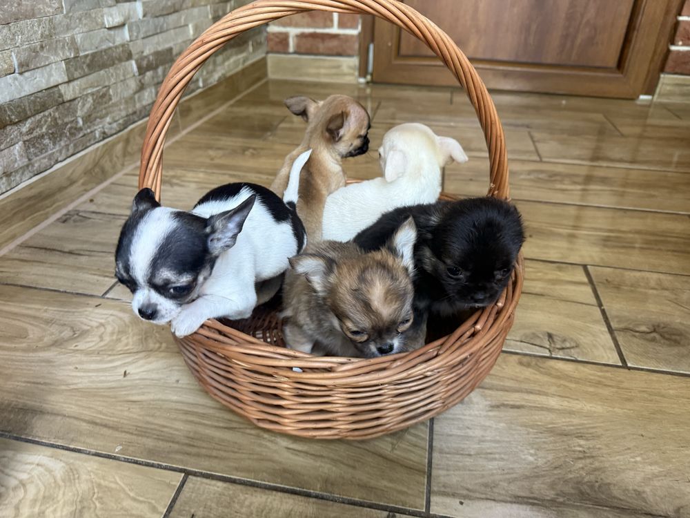 Chihuahua szczeniak z Rodowodem