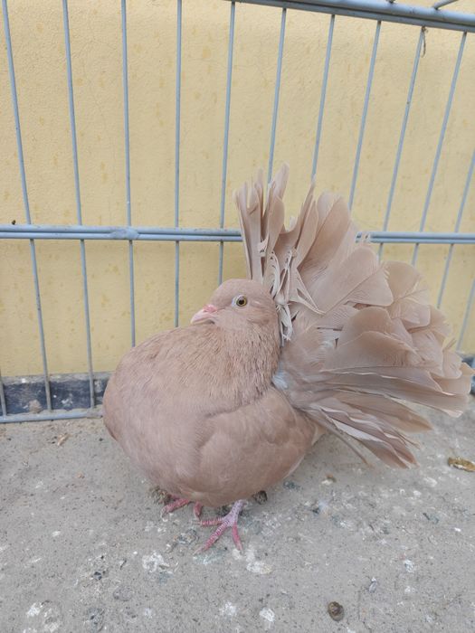 Pawiki żółte para