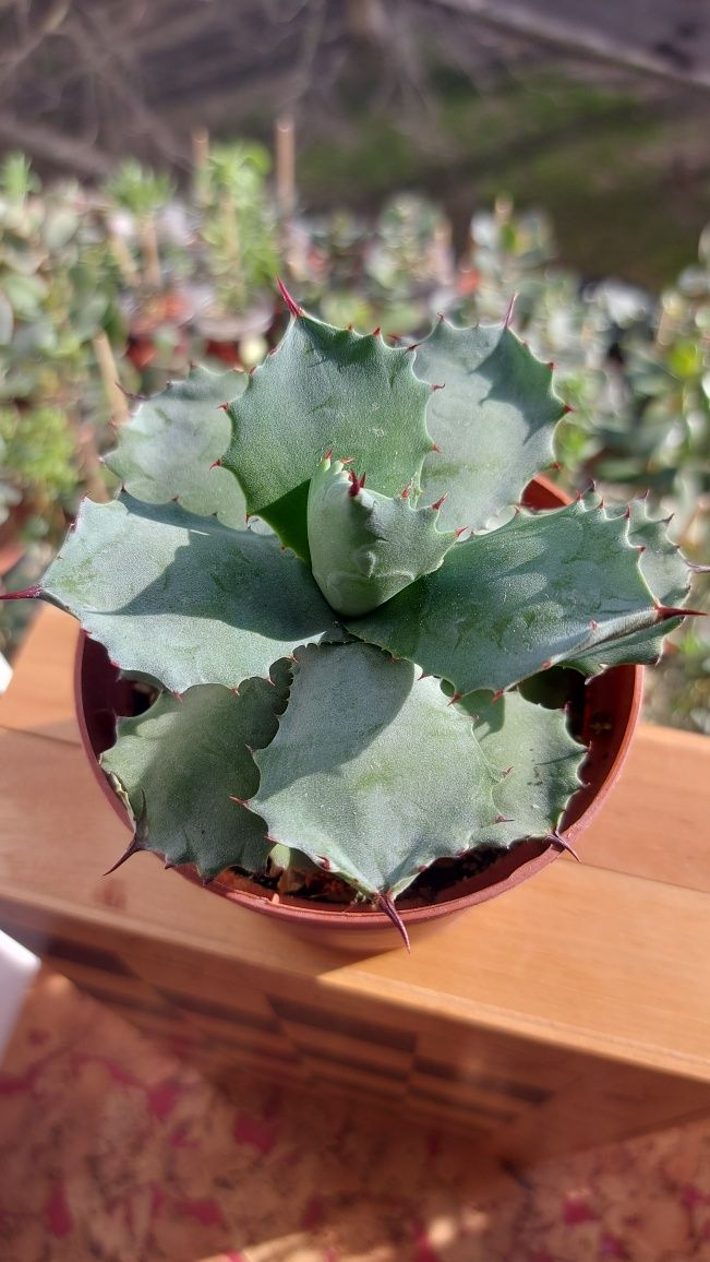 Agave Istmensis Агава Истменсис  compact form