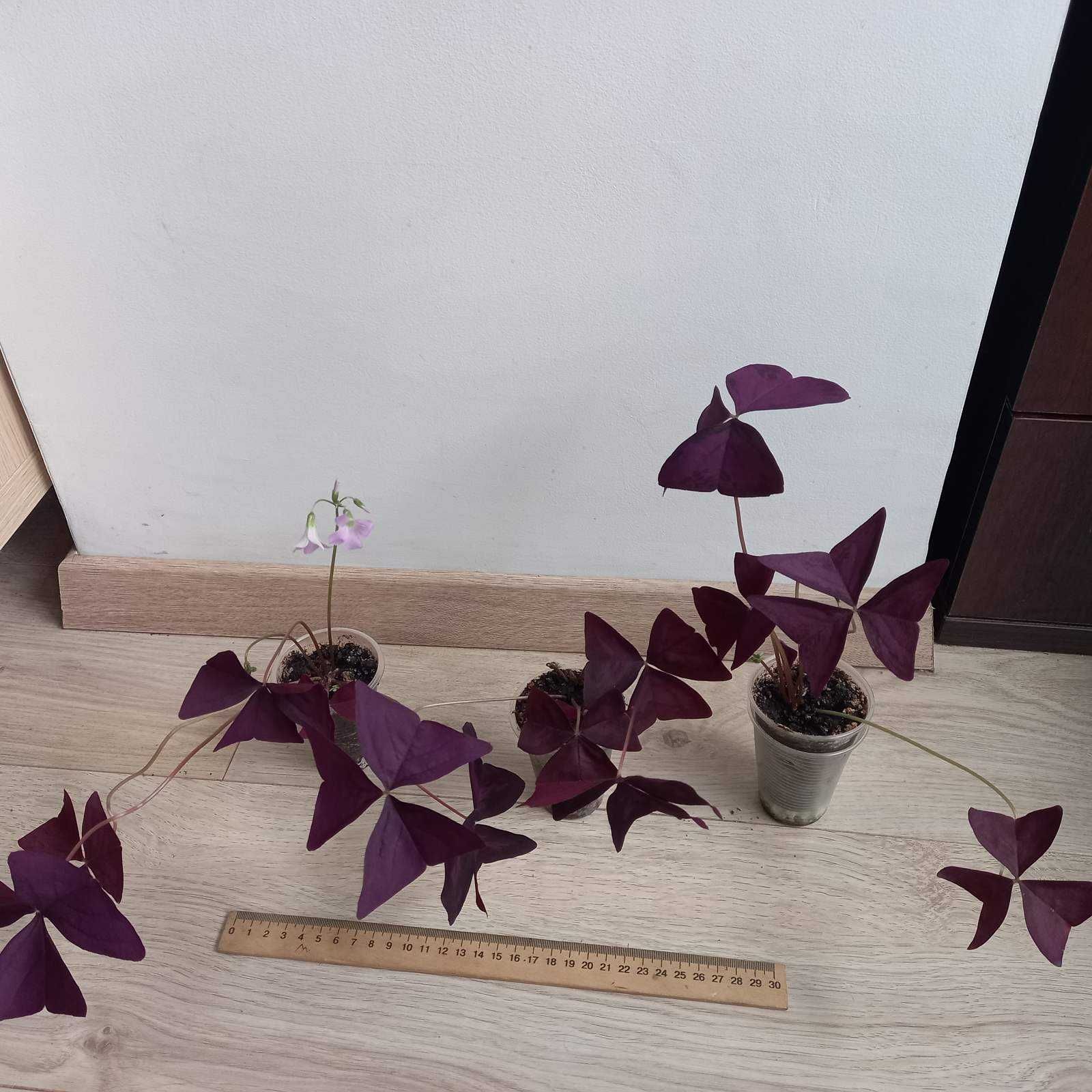 Кислица (Oxalis Sanny) Triangulariа