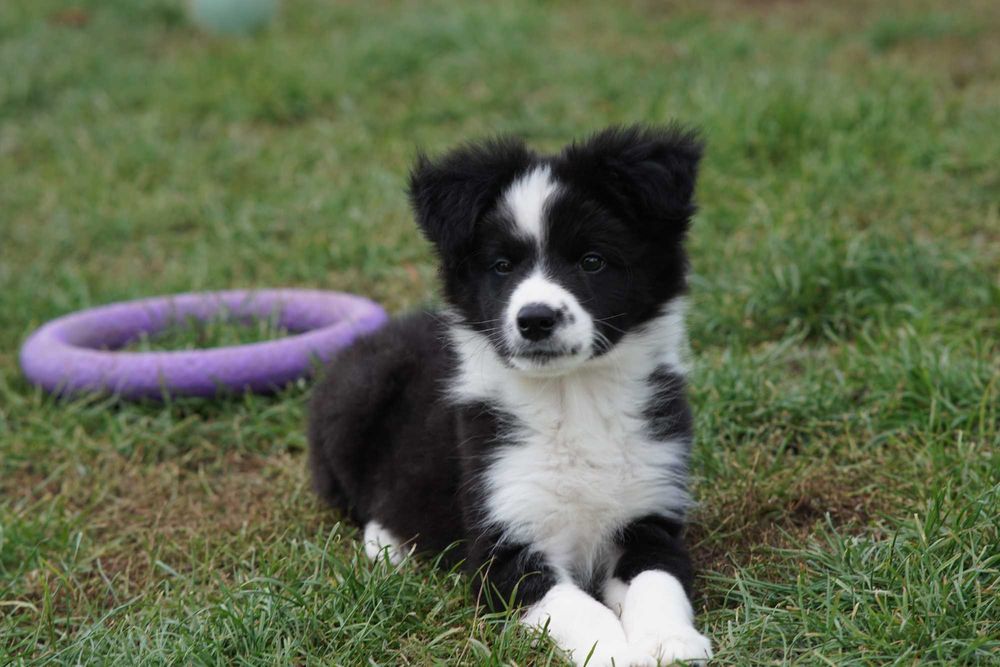 Border collie , chłopiec czarno biały ZKwP / FCI