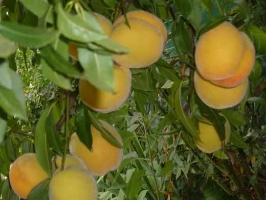 Pessegueiro que dá pêssegos completamente AMARELOS, anão para vaso