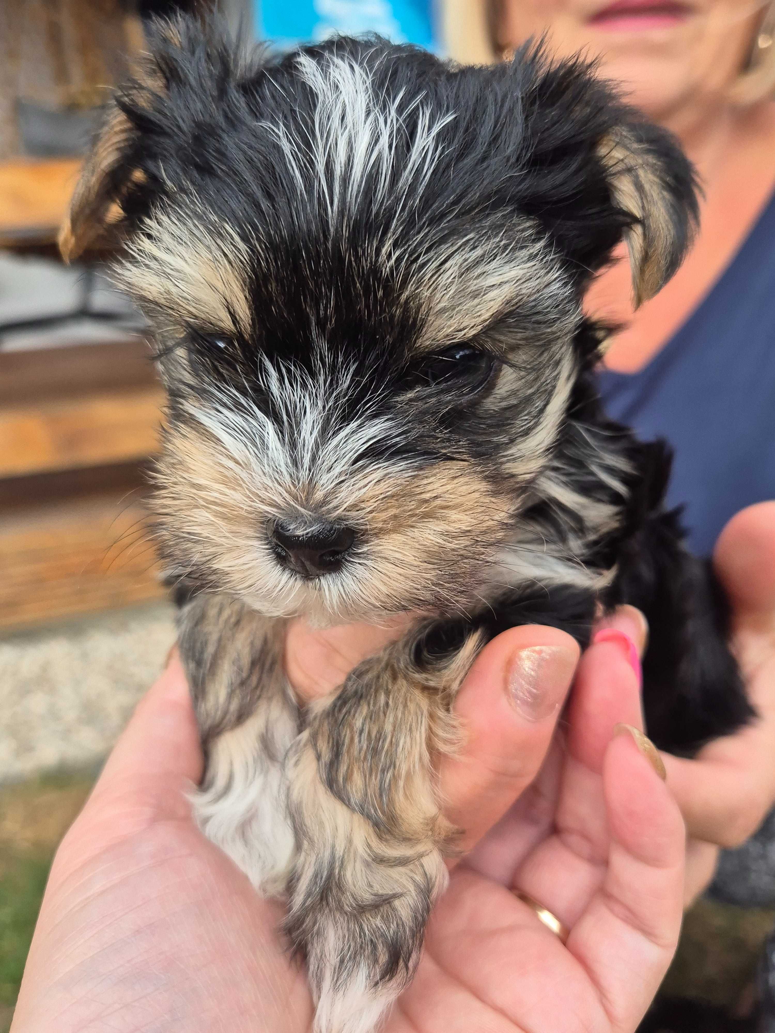 Yorkshire terrier