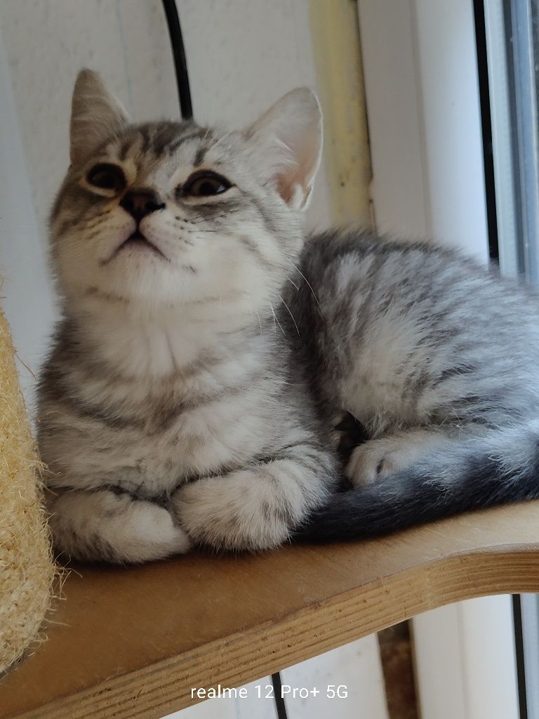 Prześliczny kocurek Brytyjski Silver -Tabby jak z reklamy rodowodowy