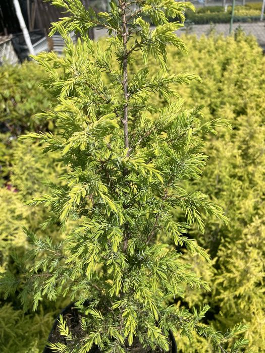 Jalowiec kolumnowy Gold Cone 40 -50 cm