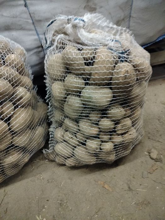 Sprzedam ziemniaki odpadowe