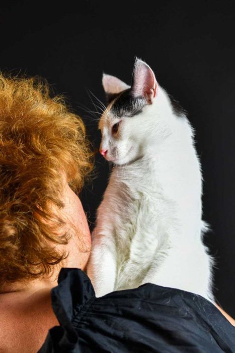 Котик Мурчик, безкоштовно