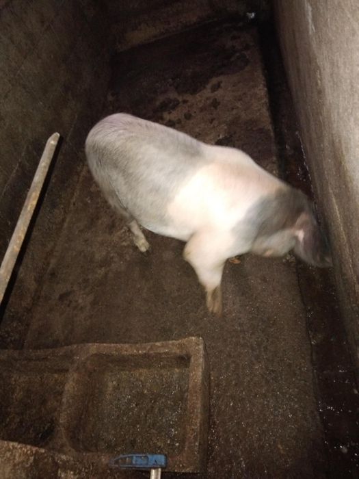 Porco macho inteiro para venda