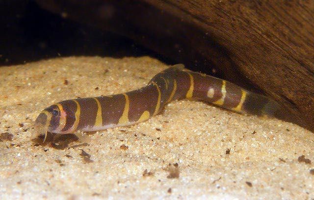 Piskorek, Cierniooczek Kuhla (Pangio semicincta) - sklep Aqua-Tech