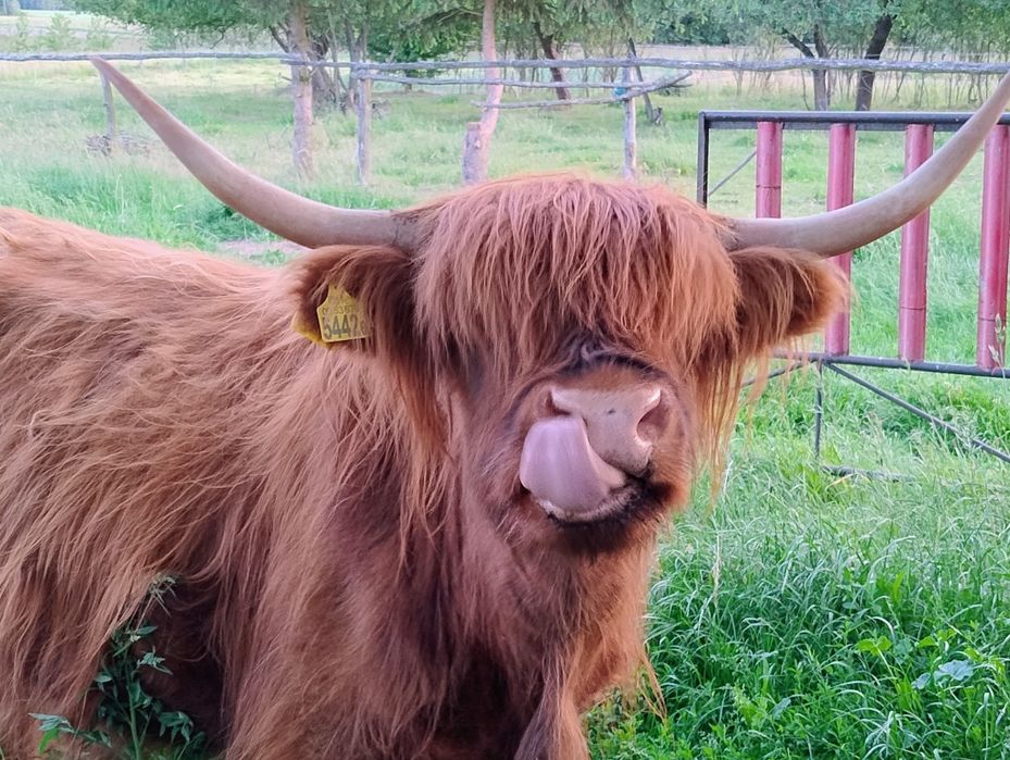 Krowy bydło szkockie