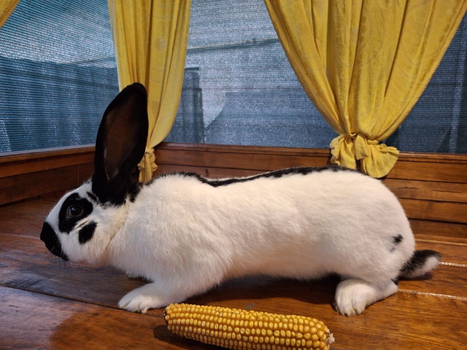 Кролі німецький строкач