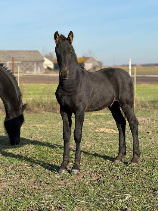 Ogier fryzyjski z 2025