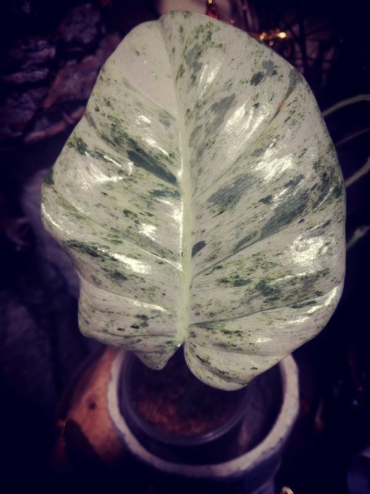 Philodendron Giganteum Variegata Filodendron roślina piękna monstera