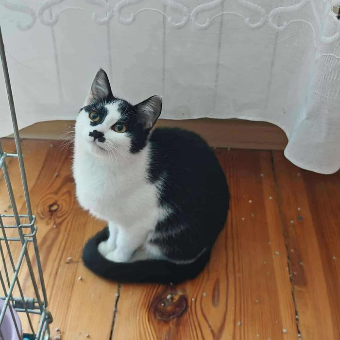 Szprotka, piękna kicia do adopcji