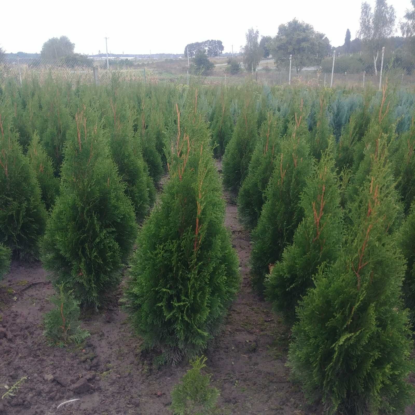 Продам туі голубий кіпарис ялівець