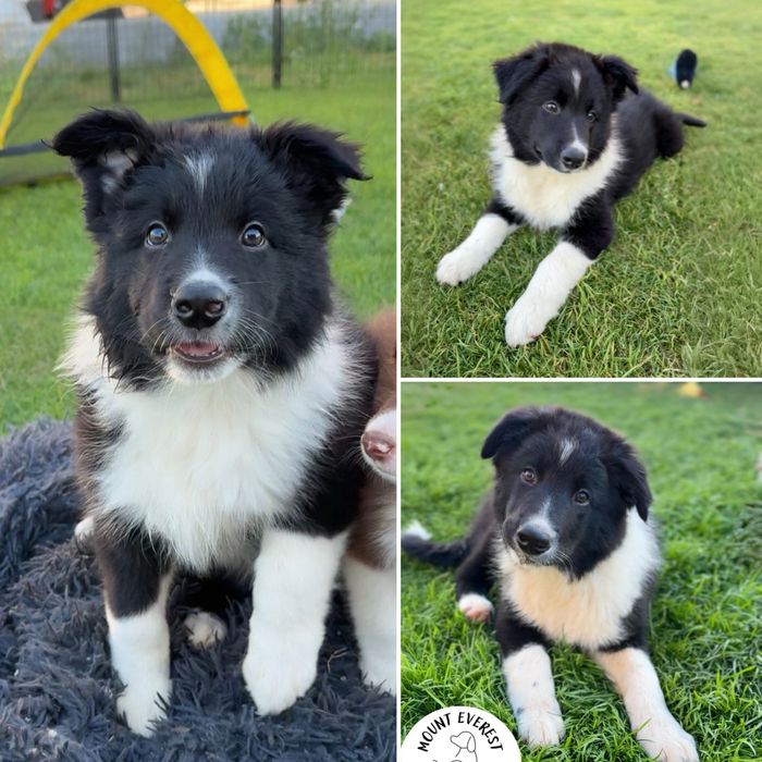 Szczeniaczek Border Collie