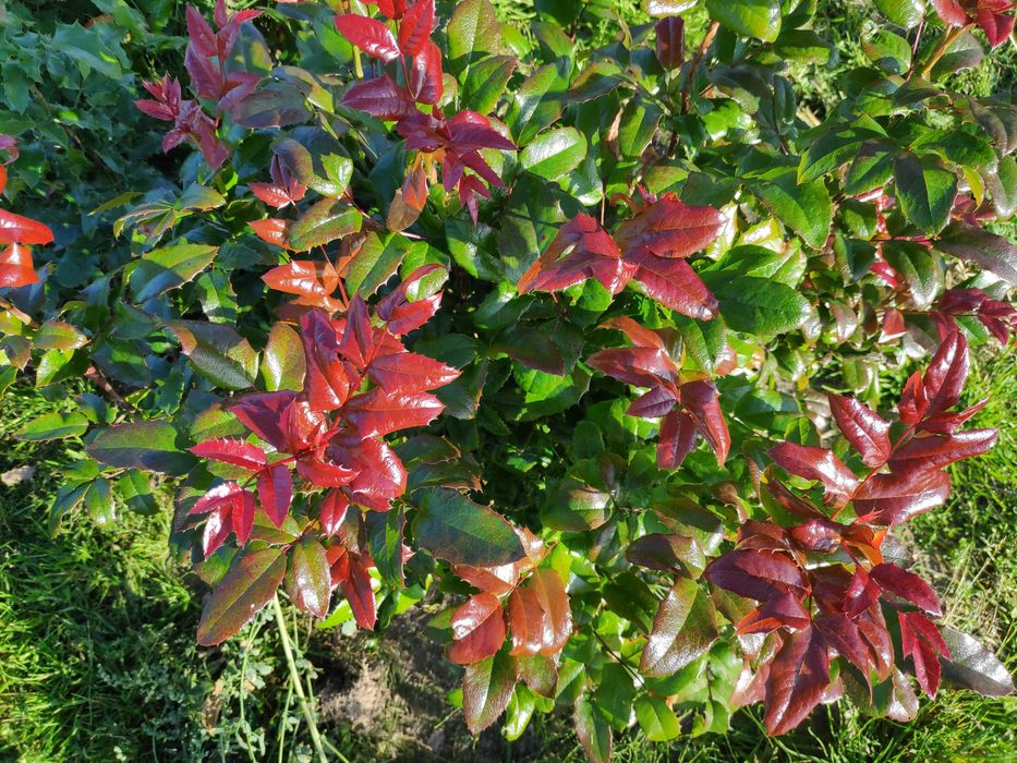 Mahonia gałązki na kompozycje florystyczne