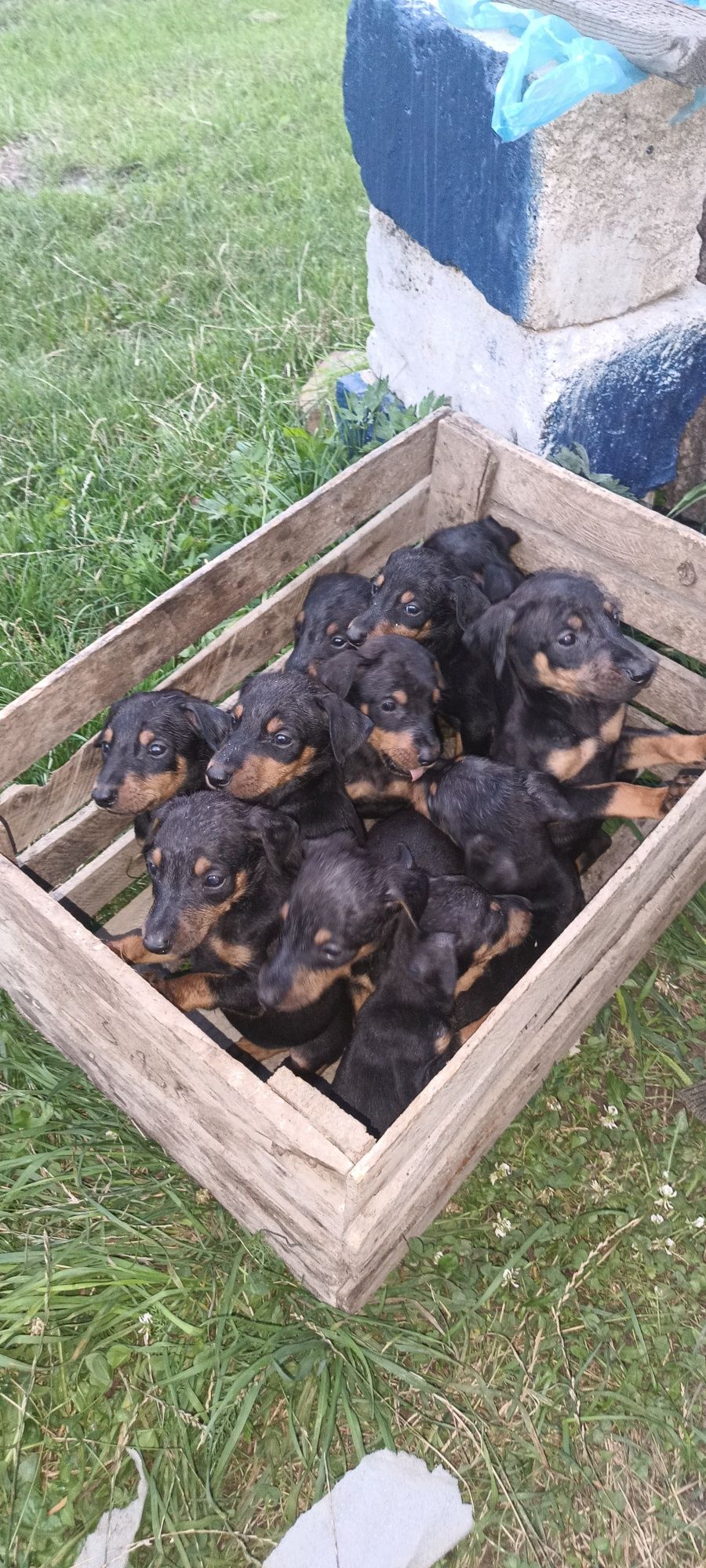 Акція! Продаж щенків добермана