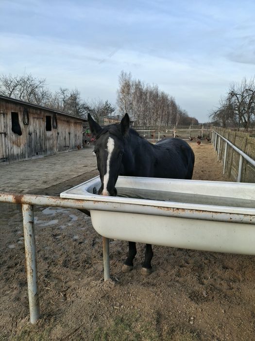 Konie Śląskie klacz