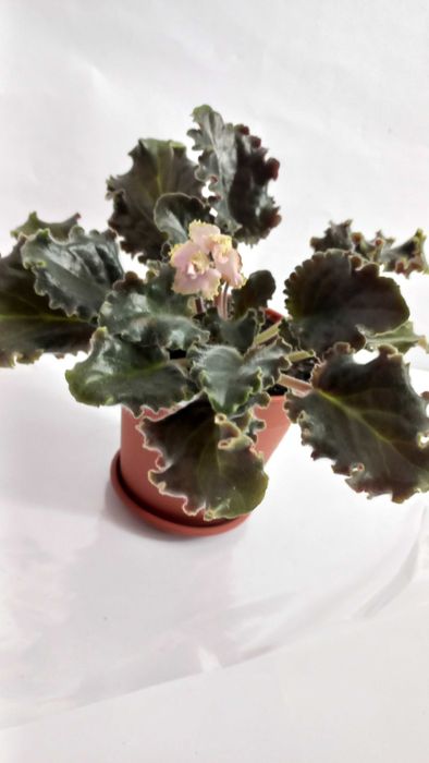 Сортова фіалка кімнатна квітка