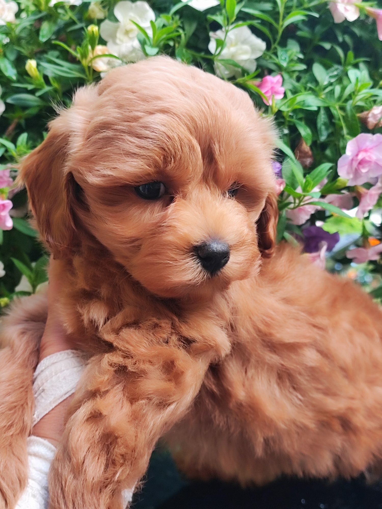 Ruda suczka Maltipoo