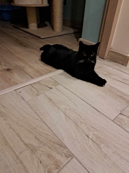 Bunia szuka odpowiedzialnego domu