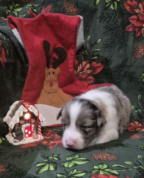 Border collie suczka blue merle