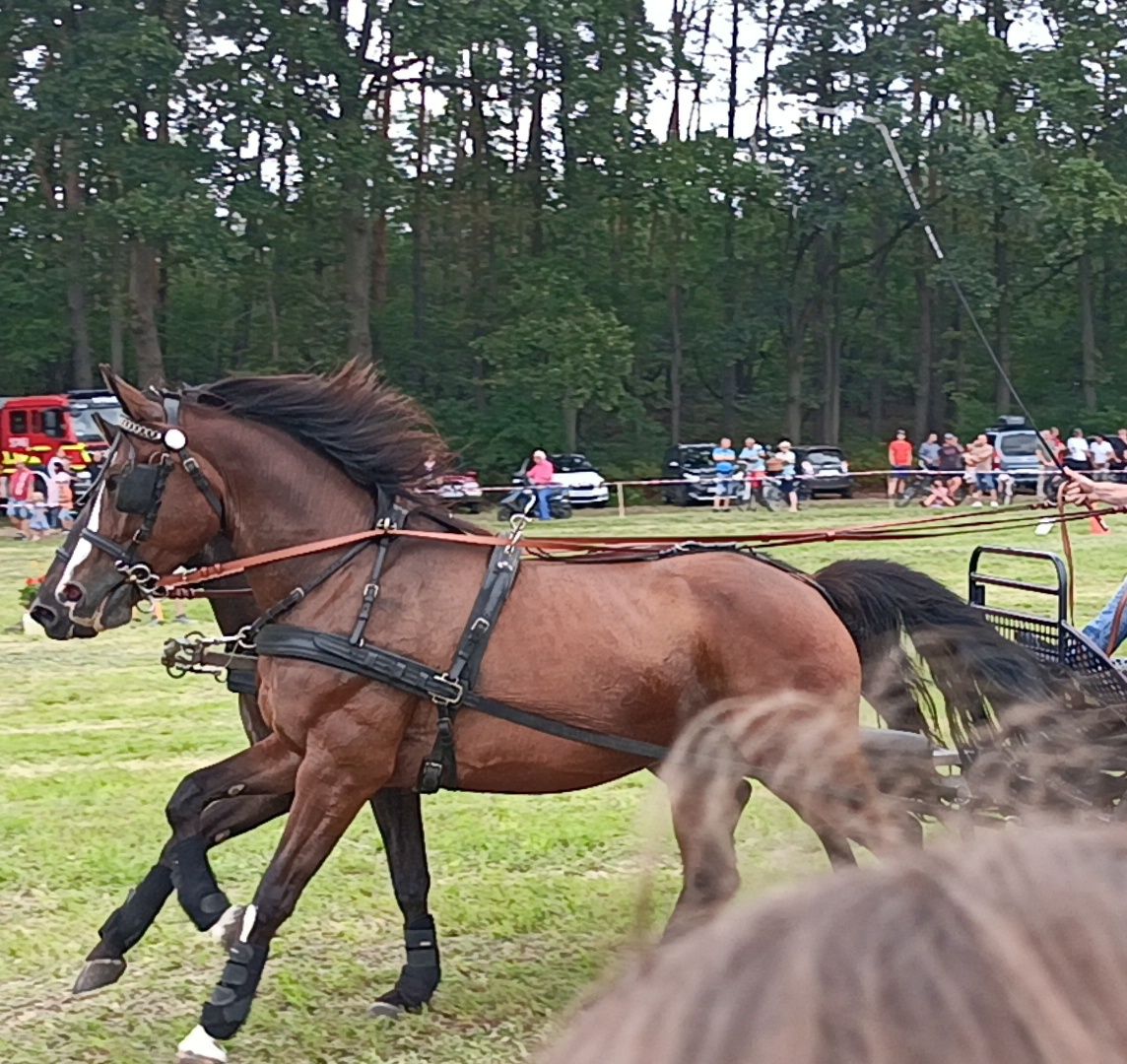 Klacz źrebna w typie ślaskim