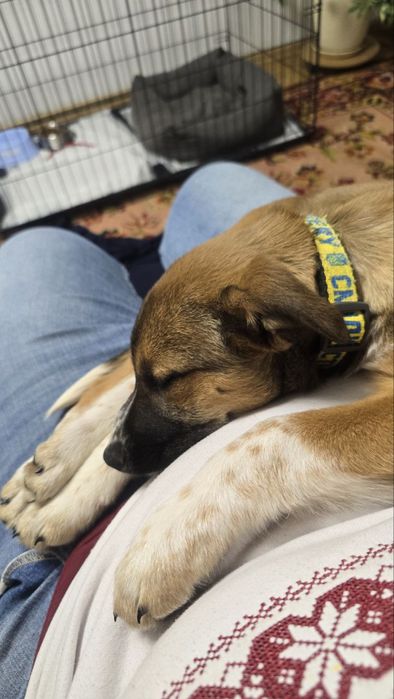 БЕЗКОШТОВНО у відповідальні руки